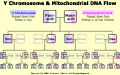 View Y Chromosome & mtDNA Flow diagram